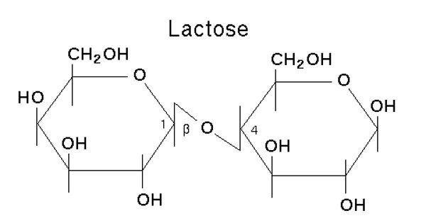 Lactose – a disaccharide containing glucose and galactose units