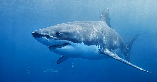 Making A Megalodon: The Evolving Science Behind Estimating The Size Of The Largest Ever Killer Shark