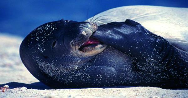 New Breeding Site For World’s Most Endangered Seal Discovered In Cyprus