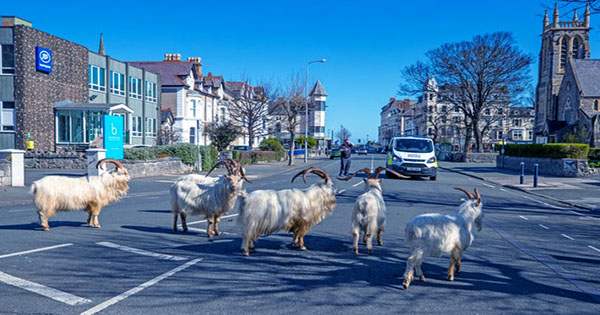 Notorious Goats Take Over Welsh Town Again After COVID Cancels Contraception Drive