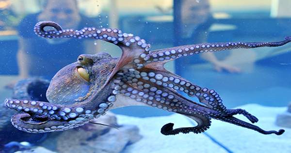 Octopuses Not Recognized as Animals According to Welfare Act Dictating Lab Treatment