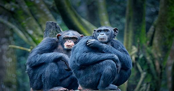 Orangutans and Bonobos At US Zoo Are First Great Apes To Get COVID-19 Vaccine