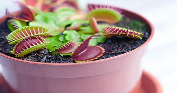 Scientists Develop Device to “Communicate” With Venus Flytraps Using Electrical Signals