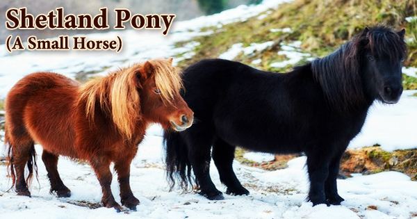 Shetland Pony (A Small Horse)