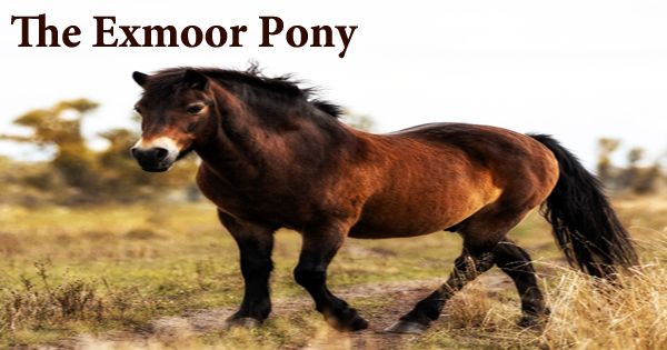 The Exmoor Pony (Britain’s Oldest Native Breed)