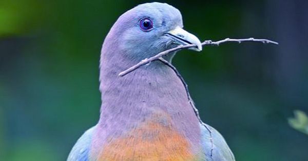 The Internet Is Swooning Over This “Hot Pigeon”