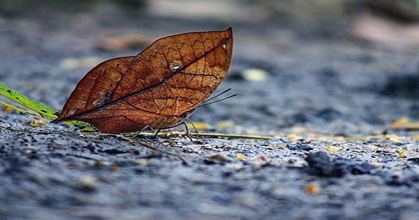 This Dried Up Bit Of Foliage Is Actually Alive, Meet The Dead Leaf Butterfly