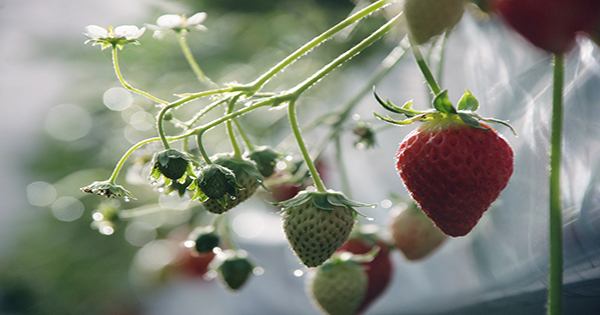 Who knew high-tech farming of high-priced Japanese strawberries could be worth $50 million to investors?