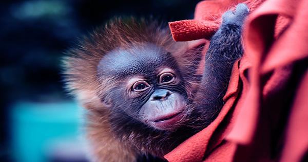 Wildlife Rescuers Saved A Baby Orangutan Named Bomban From Life In A Tiny Cage
