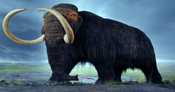 Woolly Mammoths May Have Lived Alongside The First Humans In New England