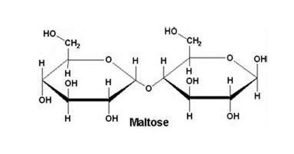 Maltose – a type of carbohydrate