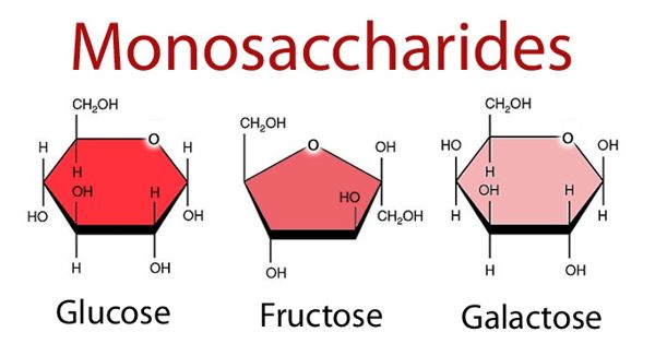 Monosaccharide – a most basic form of carbohydrates
