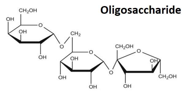Oligosaccharide – a carbohydrate