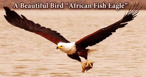 A Beautiful Bird “African Fish Eagle”