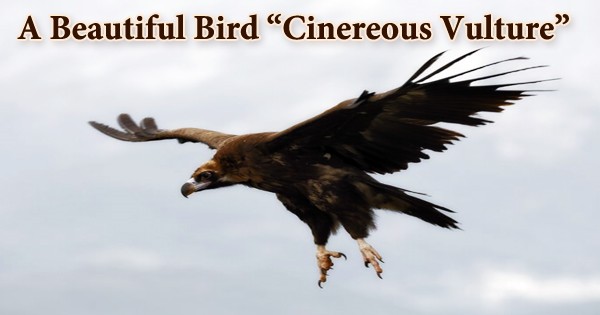 A Beautiful Bird “Cinereous Vulture”