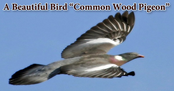 A Beautiful Bird “Common Wood Pigeon”