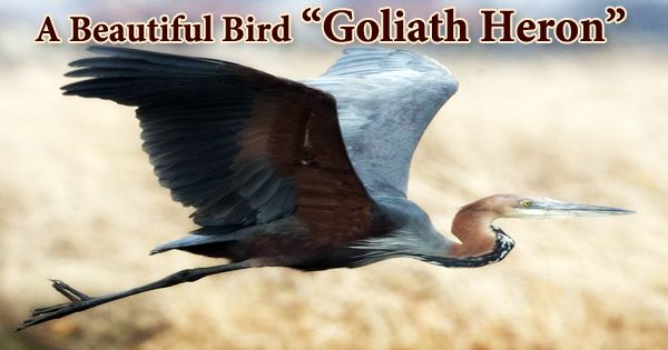 A Beautiful Bird “Goliath Heron”