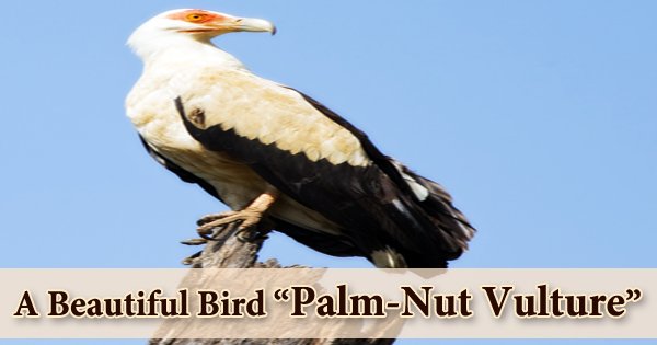 A Beautiful Bird “Palm-Nut Vulture”