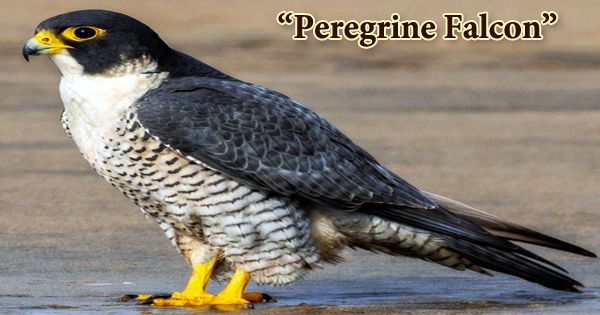A Beautiful Bird “Peregrine Falcon”