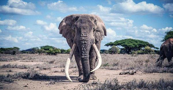 Both African Elephant Species Are Now Officially Listed As Endangered