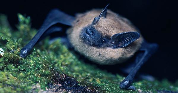 Fireflies Wear “Musical Armor” To Avoid Getting Eaten By Bats
