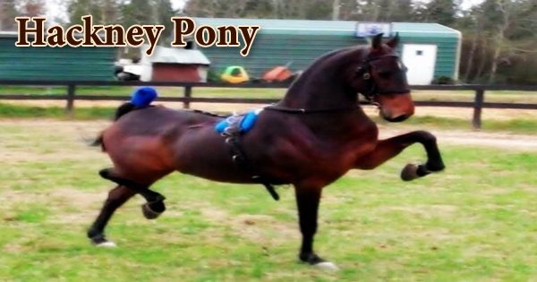 Hackney Pony