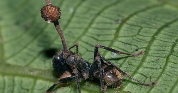 Insects Stole A Plant Gene To Evade Plant Defences
