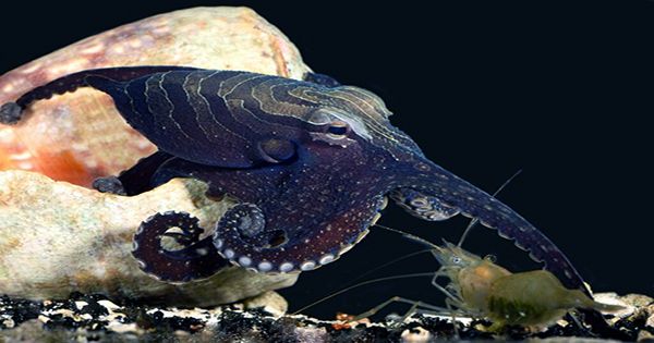 My Octopus Teacher Hired a Cephalopod Psychologist To Better Understand Its Star’s Behavior