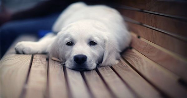 New Machine Screams at Dogs about how great they are