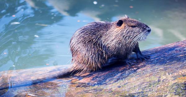 Nibbling Beaver Causes Internet Outage in a Very Canadian Turn of Events