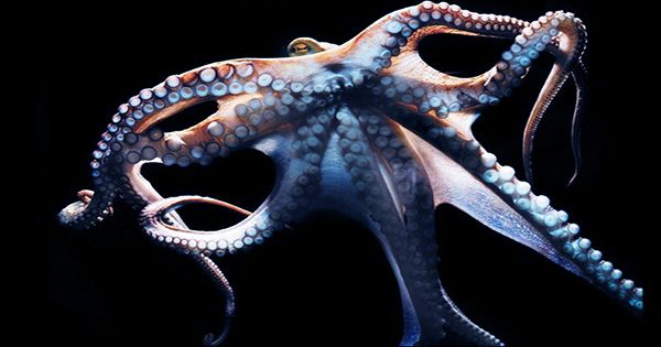 Octopuses Have Two Sleep States And One Might Involve Dreaming