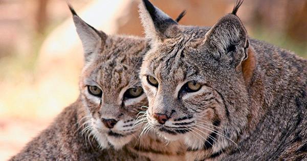 Orphaned Bobcat Brother And Sister Have Been Returned To The Wild In Monterey