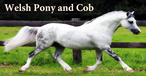 Welsh Pony And Cob