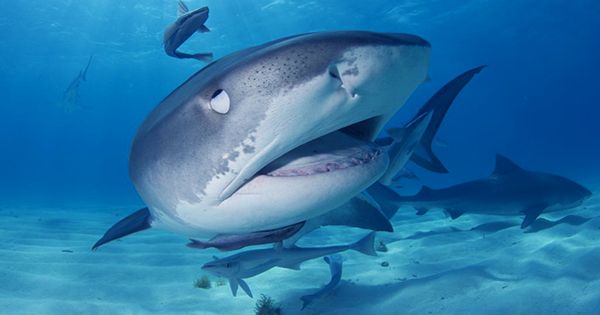 Personal Electronic Shark Deterrents Could Reduce Attack Risk, Saving Sharks In The Process