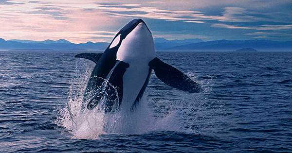 Rare White Orca Spotted among Pod off The Coast of Washington