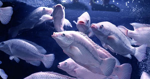 Remote-Controlled Fish Tank Enables Scientists To Study Fish Without Them “Exploding”