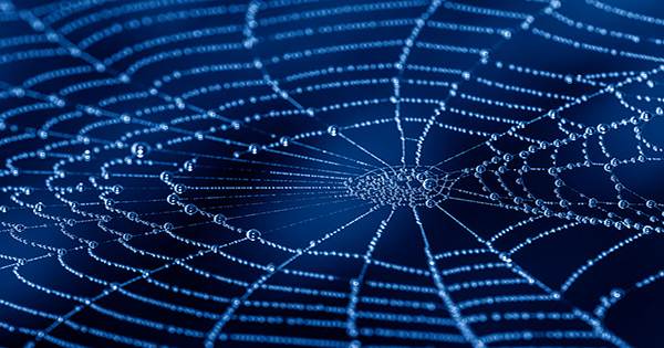 Scientists Are Turning Spider Webs into Music and It is Actually Quite Soothing