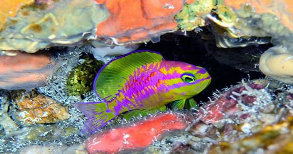 Take A Look At Some Of The Ocean Deep’s Most Dazzling Baby Fish