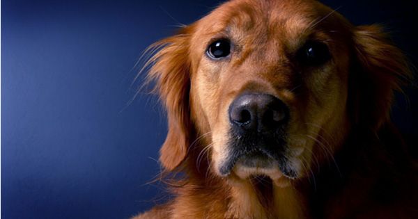 The Mere Thought of You Petting another Dog May Make Your Dog Jealous