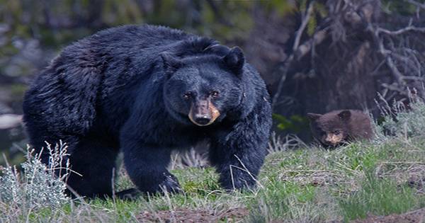 Romanians are Split Over Its Bear Population