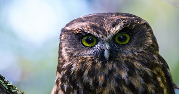 This Morepork Owl’s Bath Transformation Is A Meme Waiting To Happen