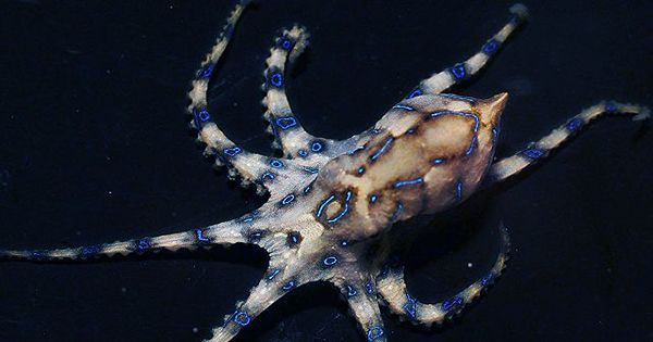 TikTok User Unknowingly Held The World’s Most Venomous Octopus While In Bali
