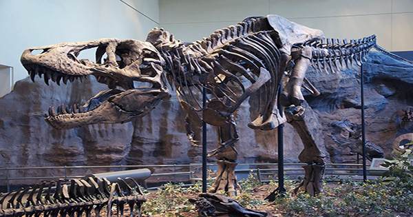 Tyrannosaurs May Have Hunted In Packs Rather Than Being Solitary Predators