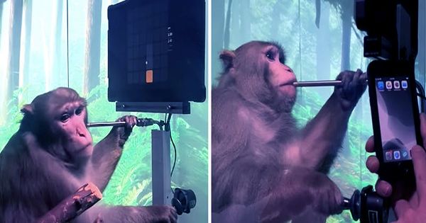 Watch A Monkey Play Video Games With Its Mind Using Elon Musk’s Neuralink