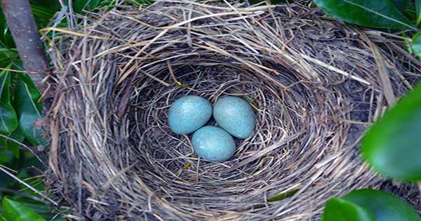 What Pigeons Consider a “Successful Nest” Will Make You Feel So Much Better About Your Own Life Efforts