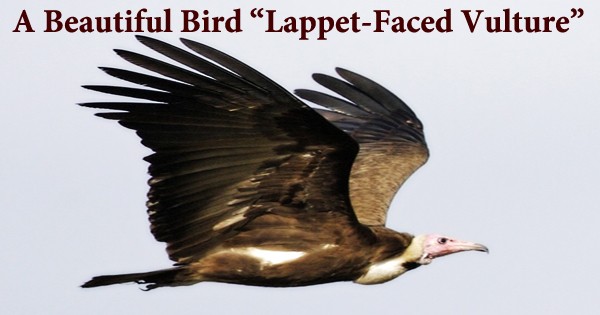 A Beautiful Bird “Lappet-Faced Vulture”