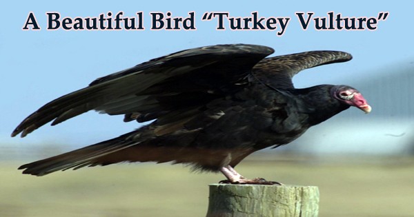 A Beautiful Bird “Turkey Vulture”