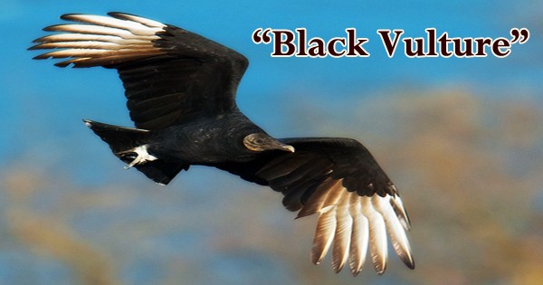 A beautiful bird “Black Vulture”