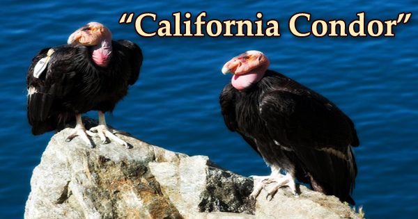 A beautiful bird “California Condor”
