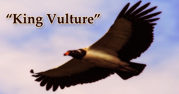 A beautiful bird “King Vulture”